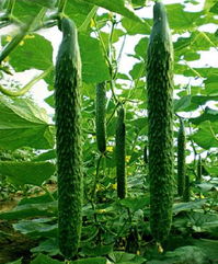 供應優質水果黃瓜 &ndash; 產品展示 壽光欣康果蔬專業合作社