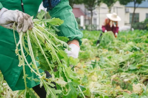 大江 大河 這個海濱村莊讓年輕人都想回來了