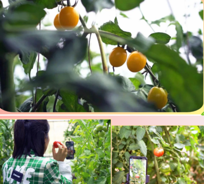 崇禮區舉辦&ldquo;崇禮區第二屆優質蔬菜采摘節&rdquo;活動