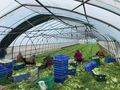 熱送"暖心菜"!滬郊菜農把新鮮、優質蔬菜從田頭直接送到居民家門口