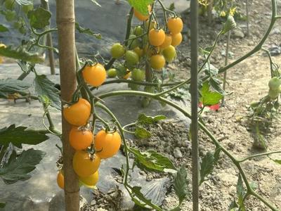 "七彩"小番茄上市,快來看這些小可愛!