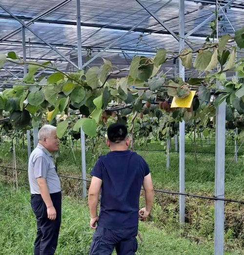 上海市果品行業協會走進楓涇鎮對接水果銷售