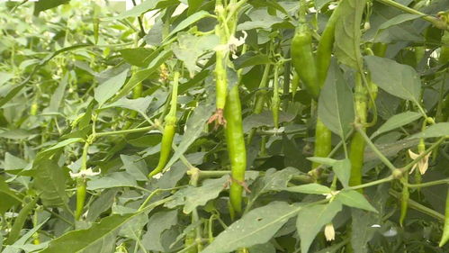 創業兩年多,年營業額達3千萬 浦橋村這位 退伍大叔 做了這個...