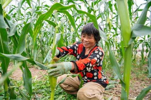 鮮嫩爆汁 深受大家喜愛的ta來啦