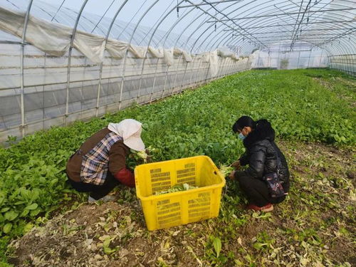 48小時從 田頭 到 灶頭 ,線上平臺做好 擺渡人