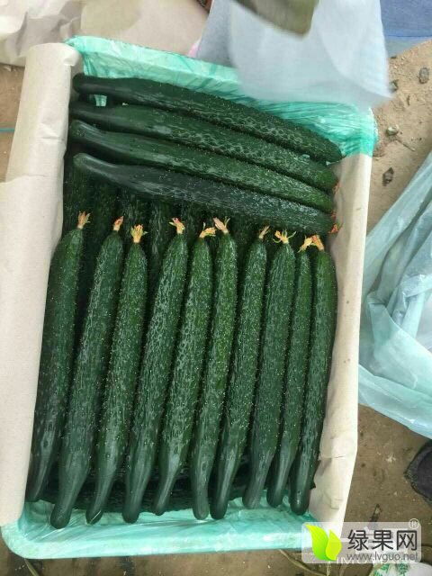 2019中國蔬菜第一縣大棚嫁接黃瓜 大量上市了