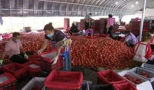 我市全力以赴保障北京 菜籃子