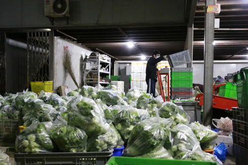 嘉定戰 疫 十二時辰,分秒必爭