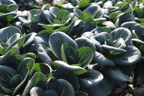 菜籃子 有保障 金山這個鎮的冬季蔬菜不斷茬