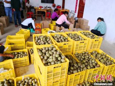 中南大學因地制宜產業扶貧"造血"富民