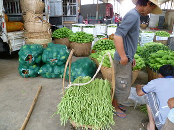 石屏縣順偉果蔬專業合作社