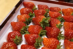 鄉村振興路上的實踐者 農家女的 草莓夢 記上海紅鶴蔬果專業合作社總經理周惠娟