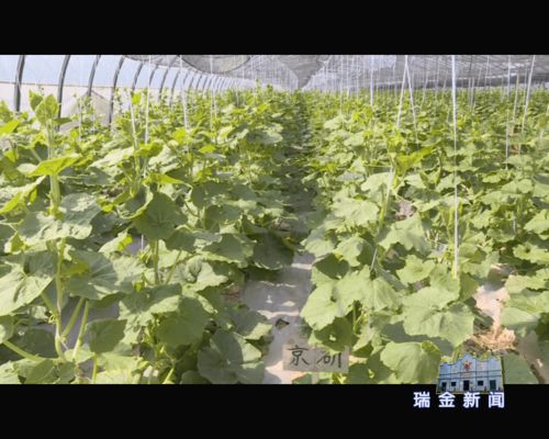 農豐源專業果蔬合作社 撐起當地小康致富夢