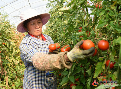 戌街鄉(xiāng):春耕好時(shí)節(jié) 蔬果齊飄香