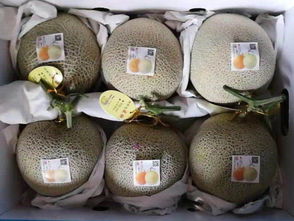 廣聚果蔬高品質(zhì)甜瓜供應(yīng),壽光甜瓜批發(fā)