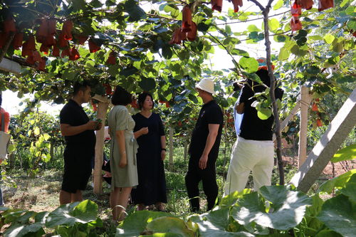 脫貧路上綻放的美麗之花 記扶風(fēng)華泰果蔬專業(yè)合作社理事長(zhǎng)趙小娟