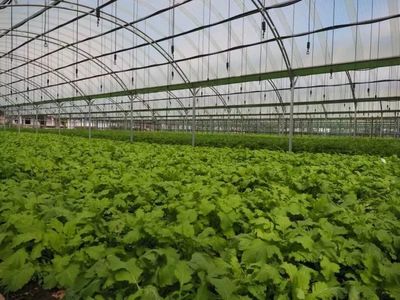 【福利】做點(diǎn)心/摘葡萄.樣樣都好玩!小布邀你參觀蔬果合作社啦!