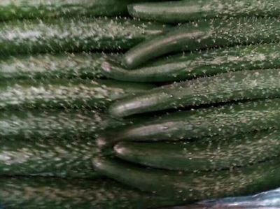 大連市農(nóng)業(yè)農(nóng)村局 "菜籃子"建設(shè)工程優(yōu)質(zhì)農(nóng)產(chǎn)品基地 [蔬果]瓦房店金豐果菜專業(yè)合作社