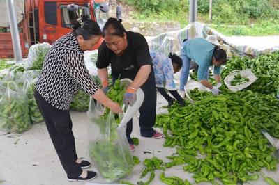 蔬果飄香 鄉(xiāng)村"豐"景美