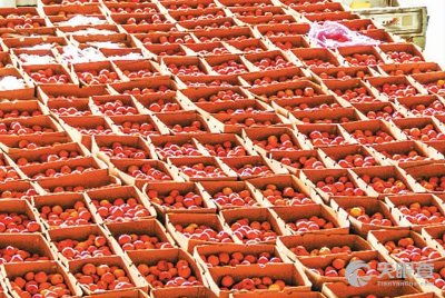 來鳳縣農園果蔬專業合作社