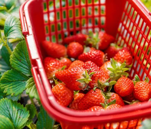 一鍵開啟 莓 好 食 光,閔行草莓采摘攻略來了 丨好白相