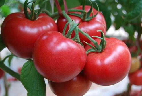 樂亭暖棚溫室西紅柿上市,王海民貨棧如火如荼代辦中