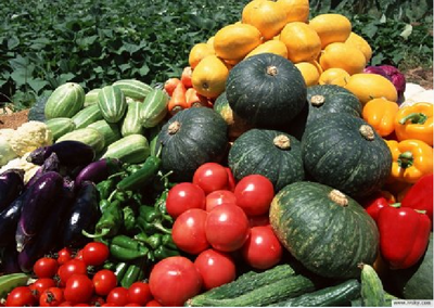 北京燕聯達合作社 集約土地 打造放心菜籃子新模式