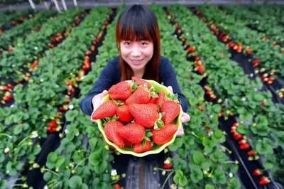 2017北侖草莓采摘指南.