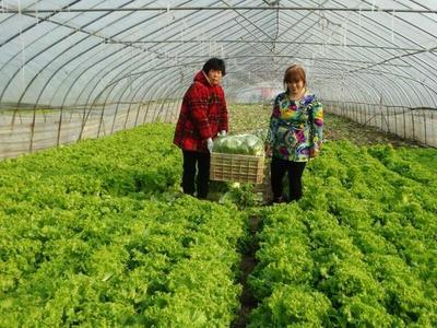 蔬果冷庫&ldquo;睡一覺&rdquo;菜農增收田頭笑