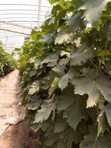 供應葡萄苗,壽光市明美果蔬專業合作社&ndash;