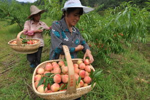 左口鄉 鄉鎮在線