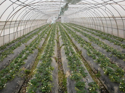 草莓園實景_上海海兆蔬果專業合作社-上海草莓園采摘/上海采草莓/上海草莓團購圖片展示_上海海兆蔬果專業合作社-上海草莓園采摘/上海采草莓/上海草莓團購_第頁