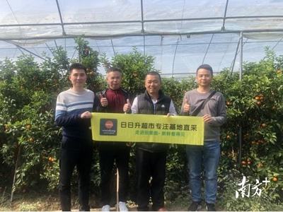 農(nóng)超對接簽訂十年之約!三水助郁南平臺鎮(zhèn)沙糖桔挺進(jìn)大灣區(qū)市場