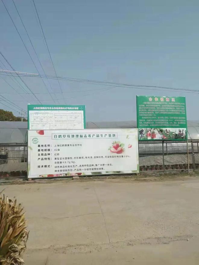 小小草莓提檔升級 助力農(nóng)業(yè)高質(zhì)量發(fā)展:&ldquo;白鶴草莓&rdquo;地理標(biāo)志農(nóng)產(chǎn)品保護(hù)工程建設(shè)記