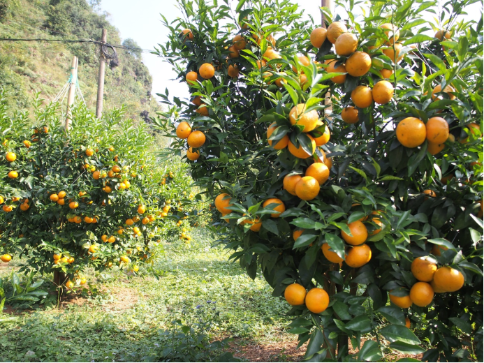 深圳以先行示范標(biāo)準(zhǔn)打造消費幫扶&ldquo;全國樣板&rdquo;