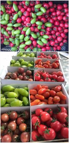 今天立夏,有位宜興小哥哥要給您送小番茄大禮包!