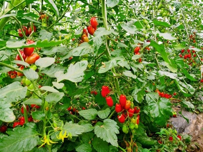 快來(lái)&ldquo;軋鬧猛&rdquo;!松江區(qū)第三屆番茄采摘節(jié)開(kāi)幕