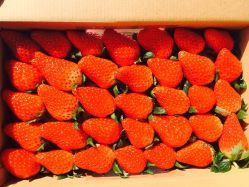 樂(lè)夫蔬果專業(yè)合作社地址,電話,價(jià)格,營(yíng)業(yè)時(shí)間(圖)-上海-大眾點(diǎn)評(píng)網(wǎng)