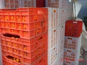 奉化市莼湖綠茂蔬果專業(yè)合作社