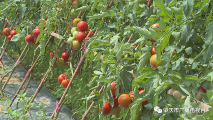 &ldquo;一條龍&rdquo;服務(wù)助農(nóng)增效又增收!帶你看鼎湖這個(gè)山泉水蔬果種植科普示范基地