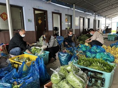 加班加點采收打包，寶山蔬菜安心包從田頭直送社區