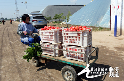 圖說三農：臨汾晉生源瓜果熟了 蔬果專業合作社發展探秘
