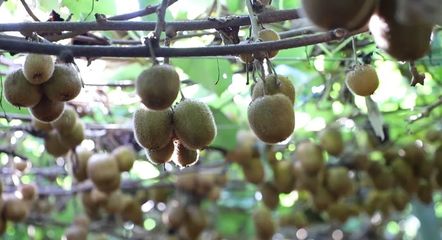 義安區 獼猴桃熟滿枝頭 鋪就產業振興路