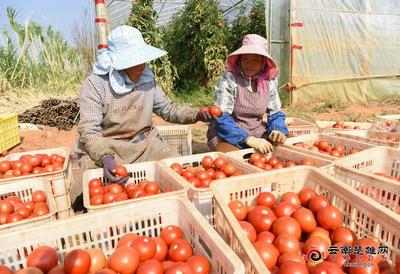 戌街鄉 春耕好時節 蔬果齊飄香 蔬果專業合作社助力鄉村振興
