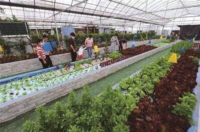 農業創新 '魚菜共生'蔬果專業合作社的綠色實踐