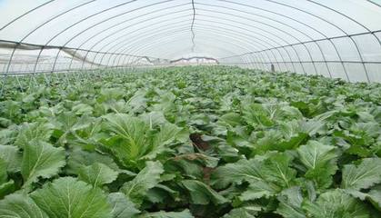 黃澤蔬菜專業合作社 精細化管理與安全控制雙輪驅動