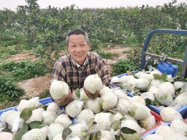 金灣特產知多少？蔬果專業合作社帶你品味地道美味！