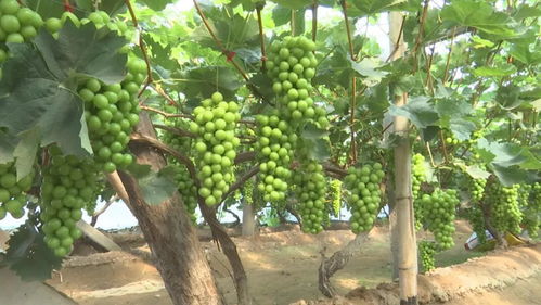 辛集 蔬果專業合作社培育特色產業，助力鄉親“錢袋子”越來越鼓