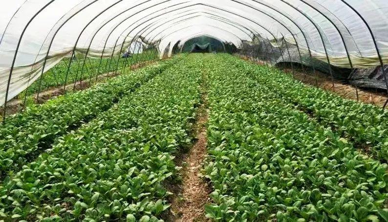 重磅！崇明12家蔬果專業(yè)合作社獲評2018年國家農(nóng)民合作社示范社