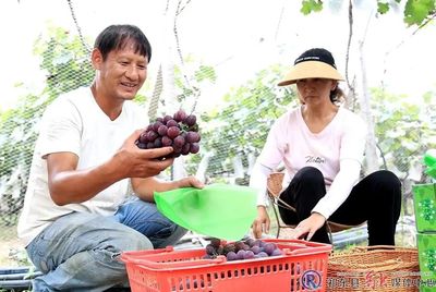 祁東 縣域經(jīng)濟搭上電商“快車”，蔬果專業(yè)合作社助力鄉(xiāng)村振興